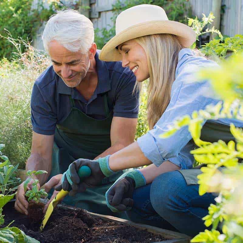 Senior couple planting seedlings of basil in their vegetable garden. Happy mature man and smiling woman enjoying gardening in the field.